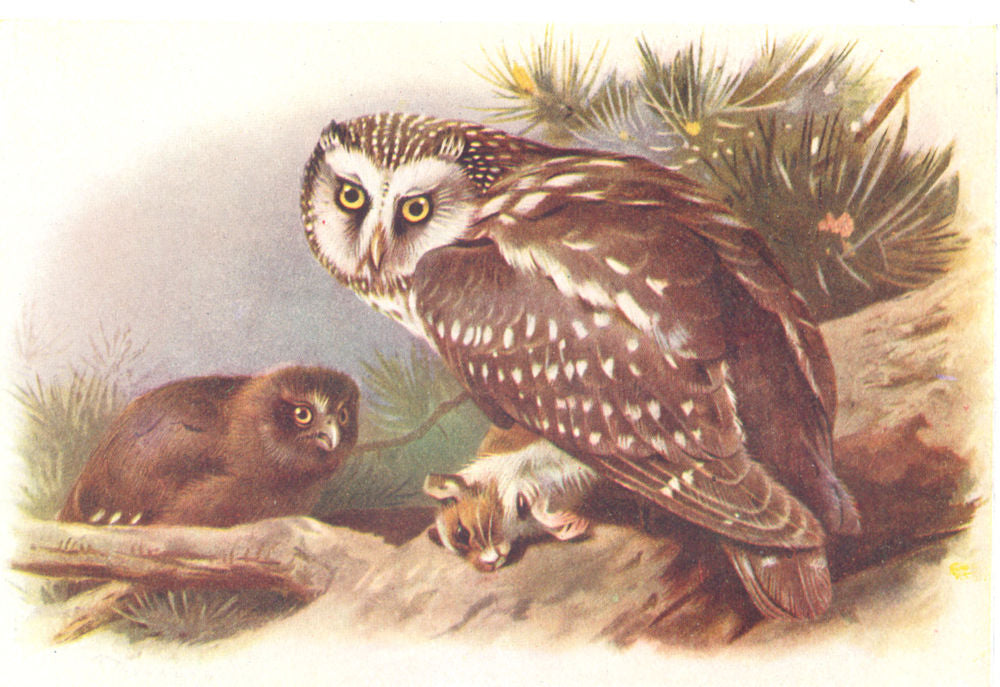 BRITISH BIRDS. Tengmalm's Owl. THORBURN 1925 old vintage print picture